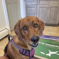 Montgomery Veterinary Hospital ico