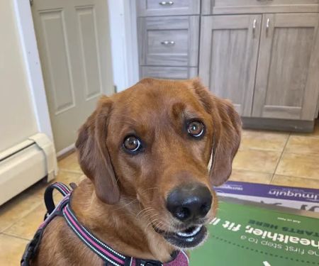 Montgomery Veterinary Hospital