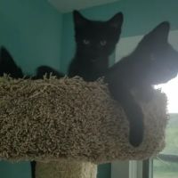 Rondout Valley Veterinary Associates ico