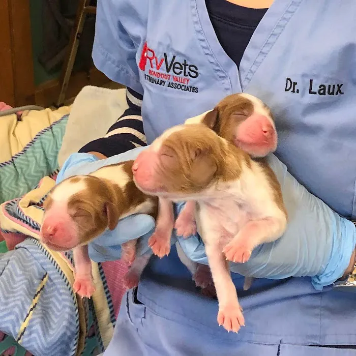 Rondout Valley Veterinary Associates Picture 4