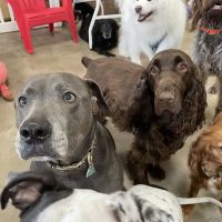 JeTT Pets ico