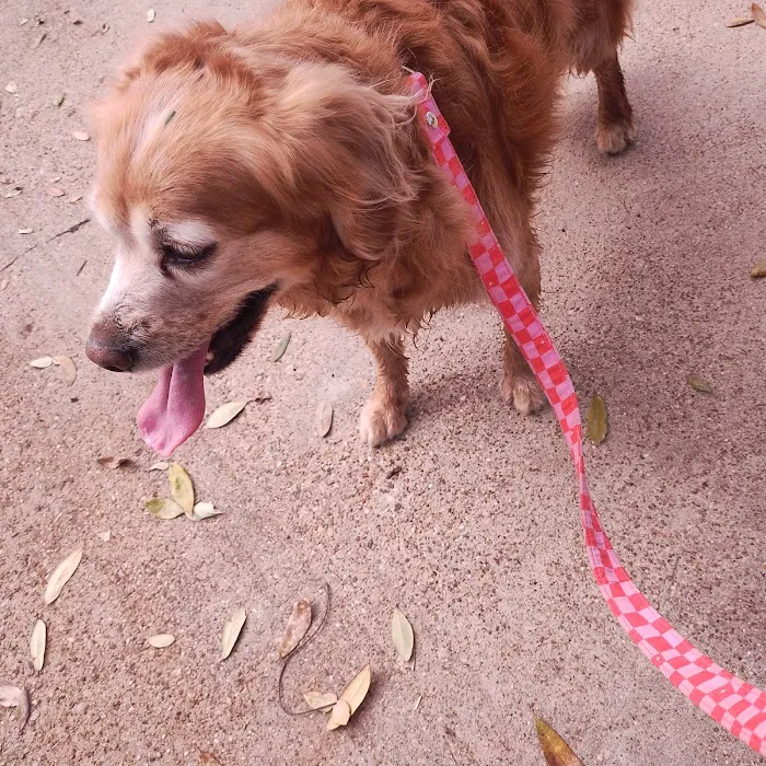 JeTT Pets Picture 8