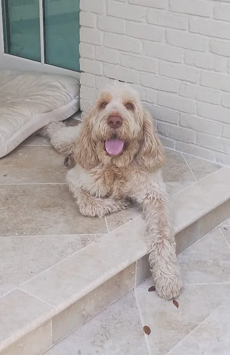 JeTT Pets Picture 7