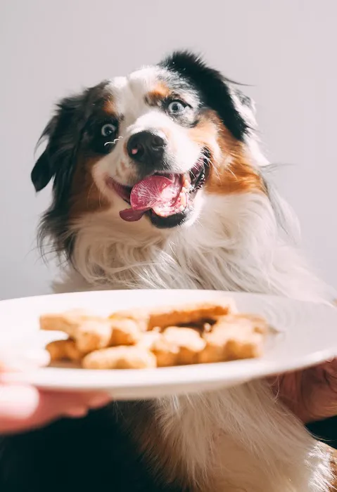 Pawlicious Cookies Picture 2