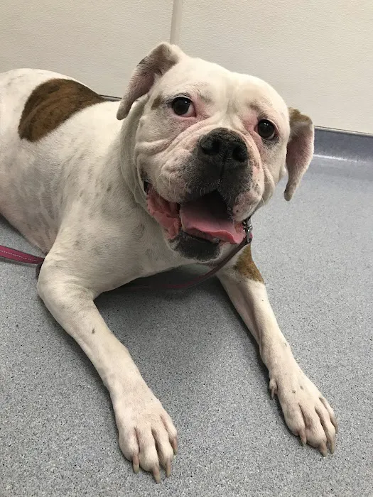 VCA Flannery Animal Hospital Picture 7
