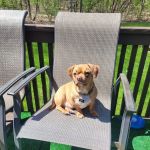 Hudson Valley Veterinary Hospital