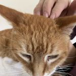 Stone Cottage Veterinary Hospital