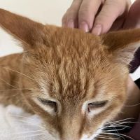 Stone Cottage Veterinary Hospital ico