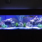 Tidy Waves Aquarium Service