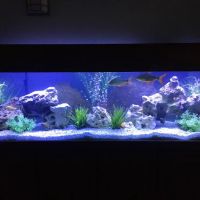 Tidy Waves Aquarium Service ico