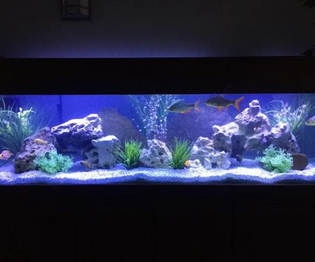 Tidy Waves Aquarium Service