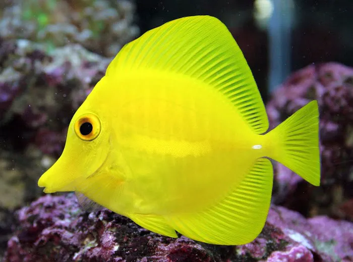 Tidy Waves Aquarium Service Picture 4
