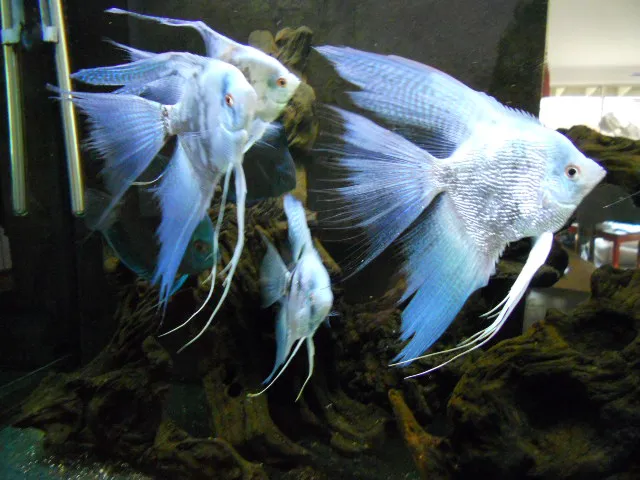 Tidy Waves Aquarium Service Picture 7