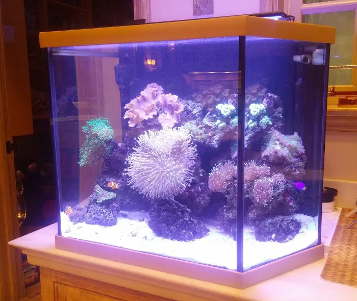 Tidy Waves Aquarium Service Picture 6