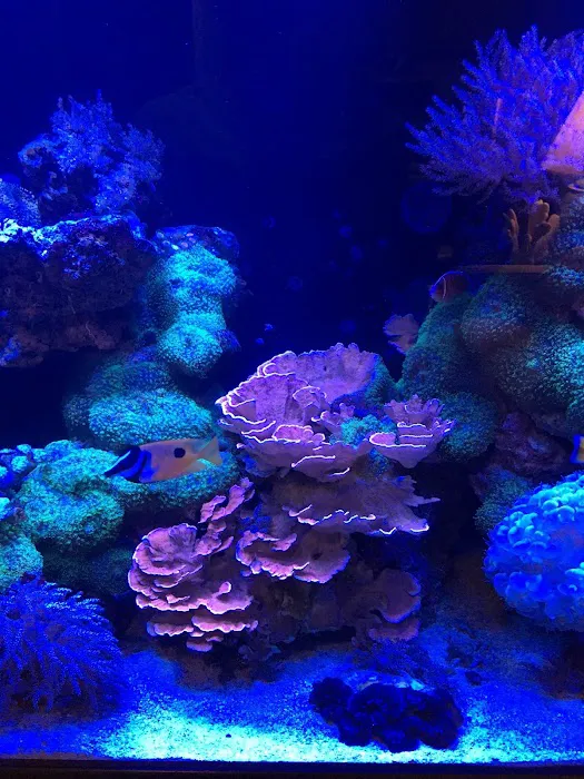 Tidy Waves Aquarium Service Picture 9