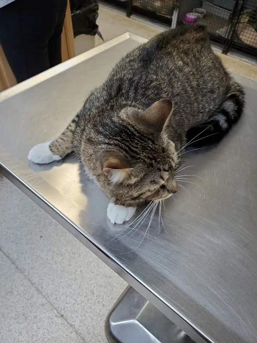 Main Street Veterinary Clinic Picture 8