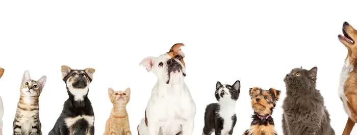 Fabulous Pet Boutique Picture 9