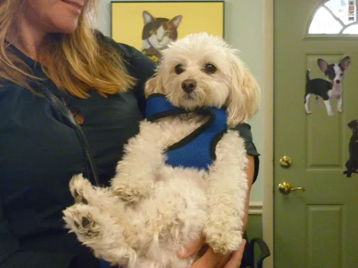 West End Veterinary Office Picture 9