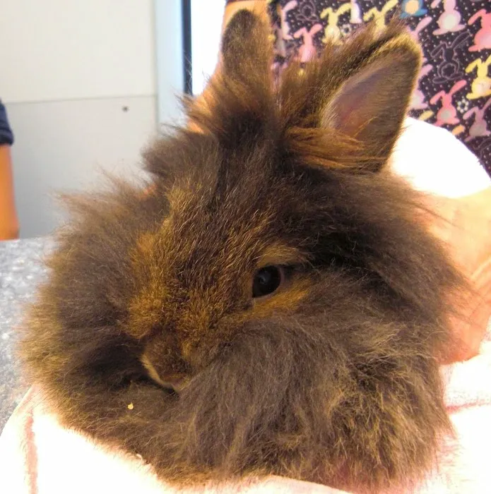 West End Veterinary Office Picture 10