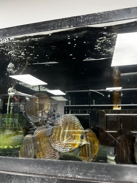 Your Pet Fish Picture 2