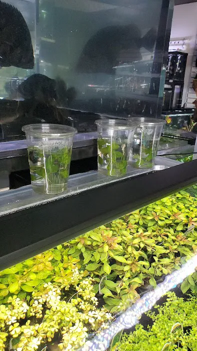 Your Pet Fish Picture 4