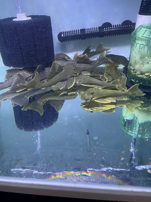 Your Pet Fish Picture 3
