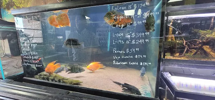 Your Pet Fish Picture 6