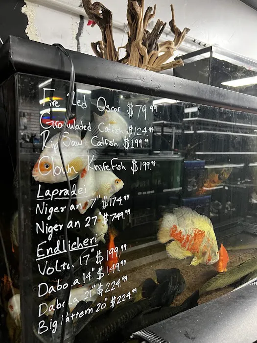 Your Pet Fish Picture 7