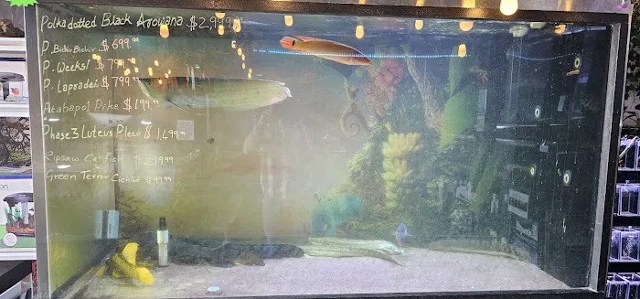 Your Pet Fish Picture 9