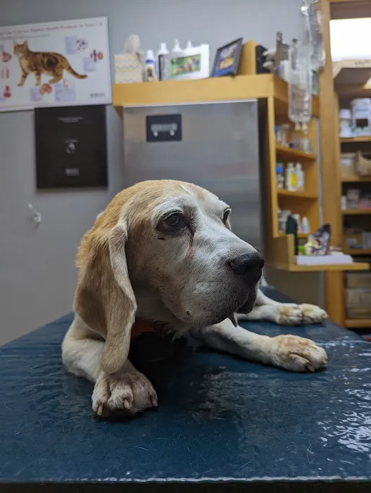 Animal Hospital of Cold Spring Picture 2