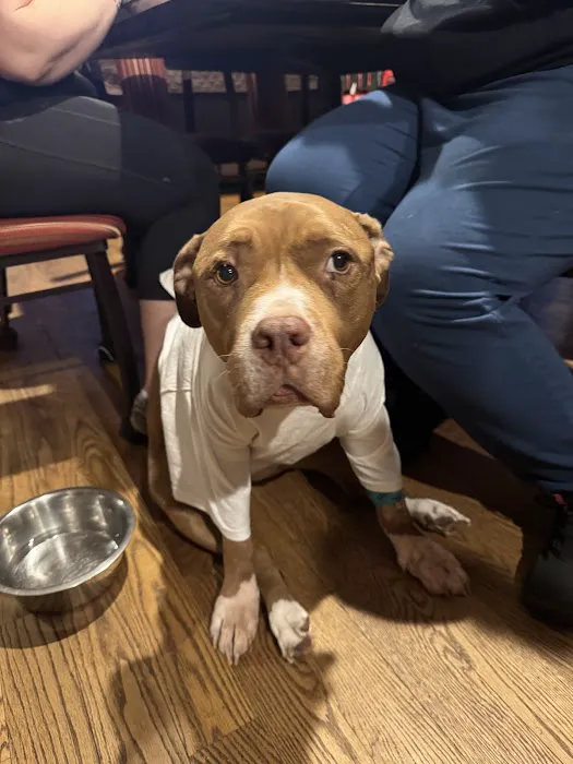 Animal Hospital of Cold Spring Picture 1