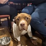 Animal Hospital of Cold Spring