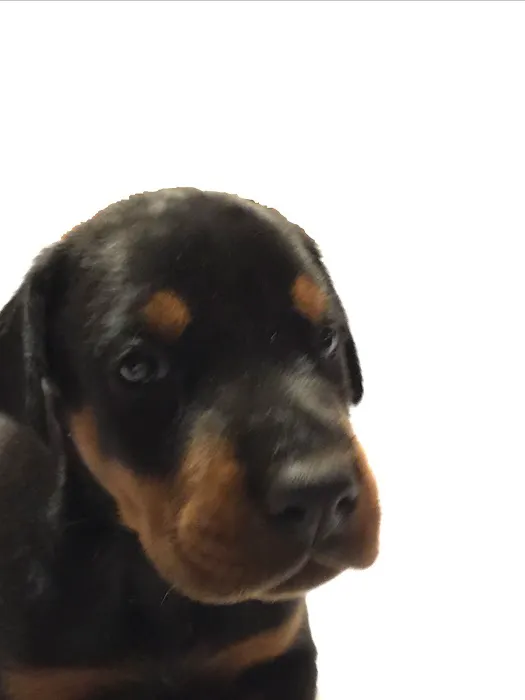Animal Hospital of Cold Spring Picture 5