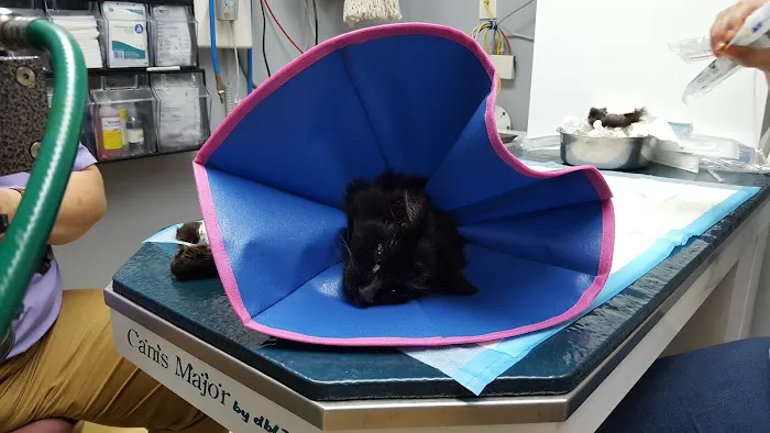 Animal Hospital of Cold Spring Picture 8