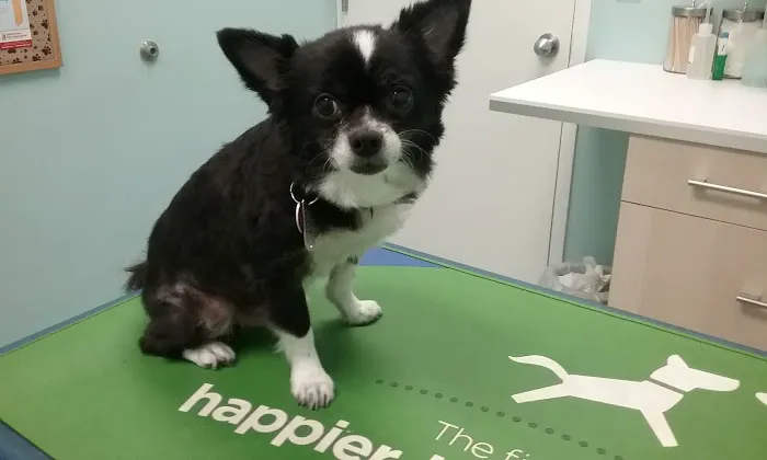 The Beacon Veterinary Associates Picture 9