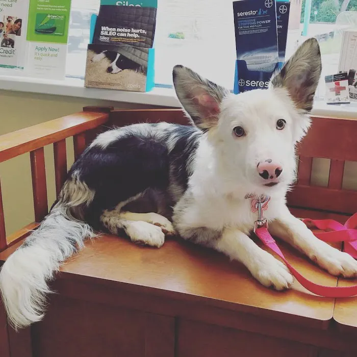 The Beacon Veterinary Associates Picture 8