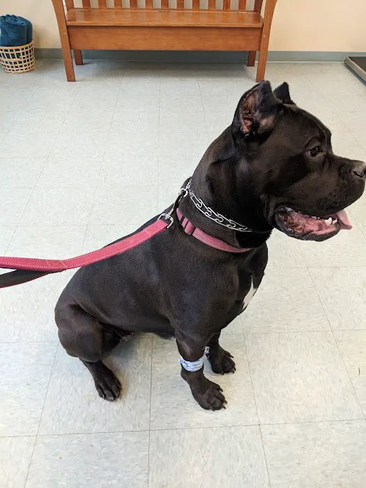The Beacon Veterinary Associates Picture 10