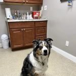 Hudson Highlands Veterinary Medical Group - Beacon