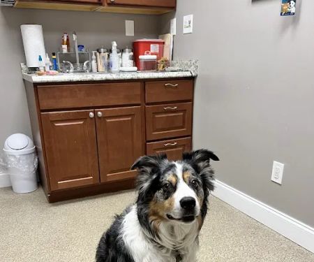 Hudson Highlands Veterinary Medical Group - Beacon