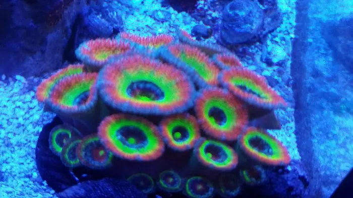 Robert's Reef Picture 3