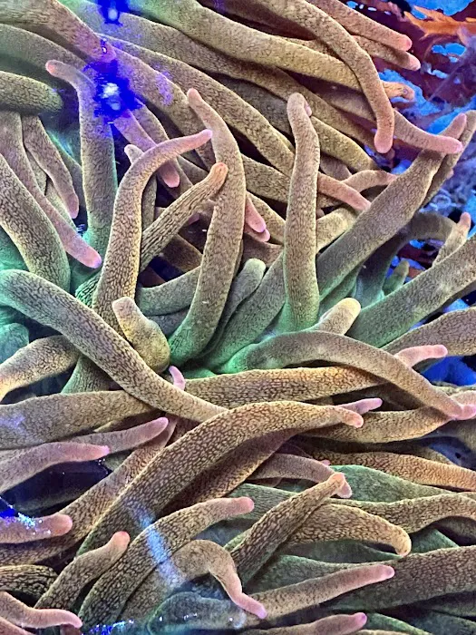 Robert's Reef Picture 4