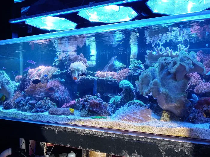 Robert's Reef Picture 1