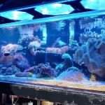 Robert's Reef