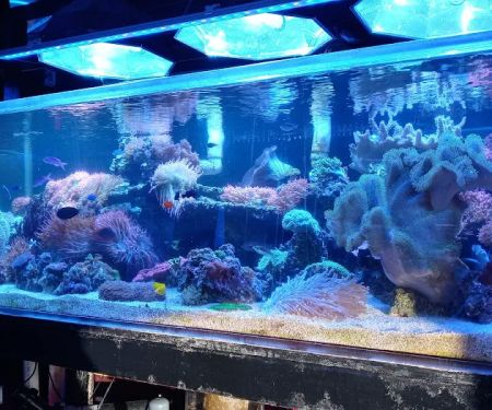 Robert's Reef