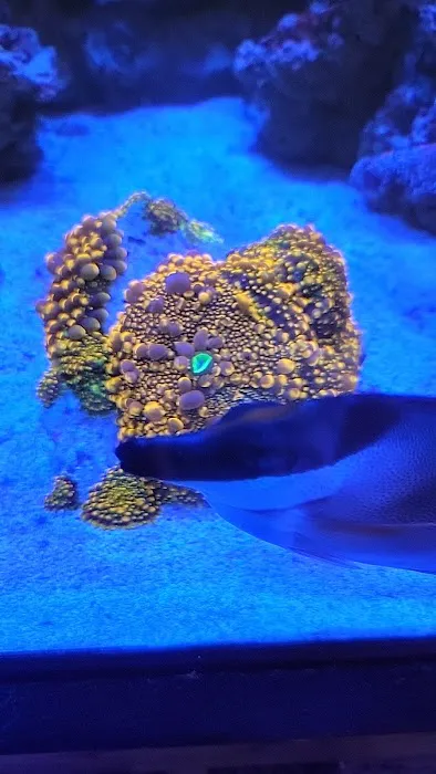 Robert's Reef Picture 7