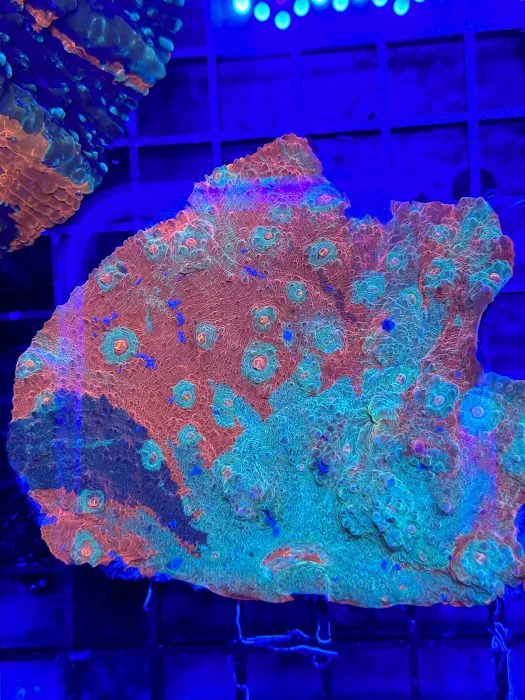 Robert's Reef Picture 5