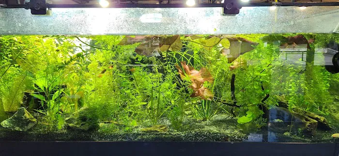 Aquatic Dreams Picture 5