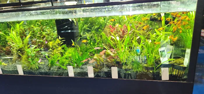 Aquatic Dreams Picture 9