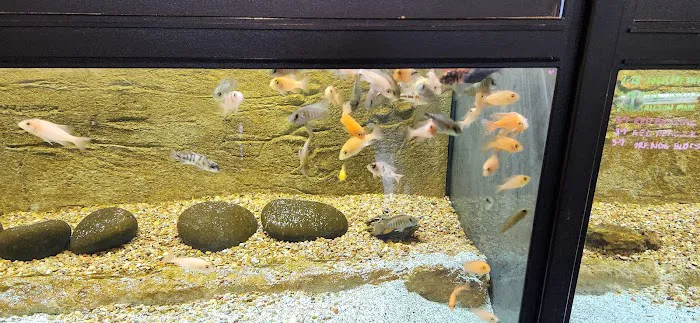 Aquatic Dreams Picture 10
