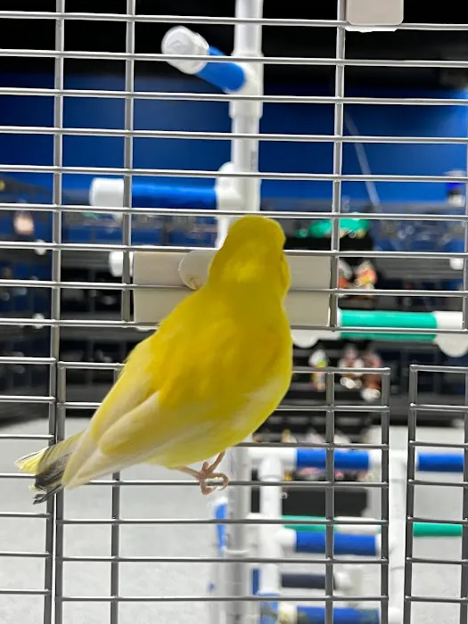 Dallas Parrots Picture 5